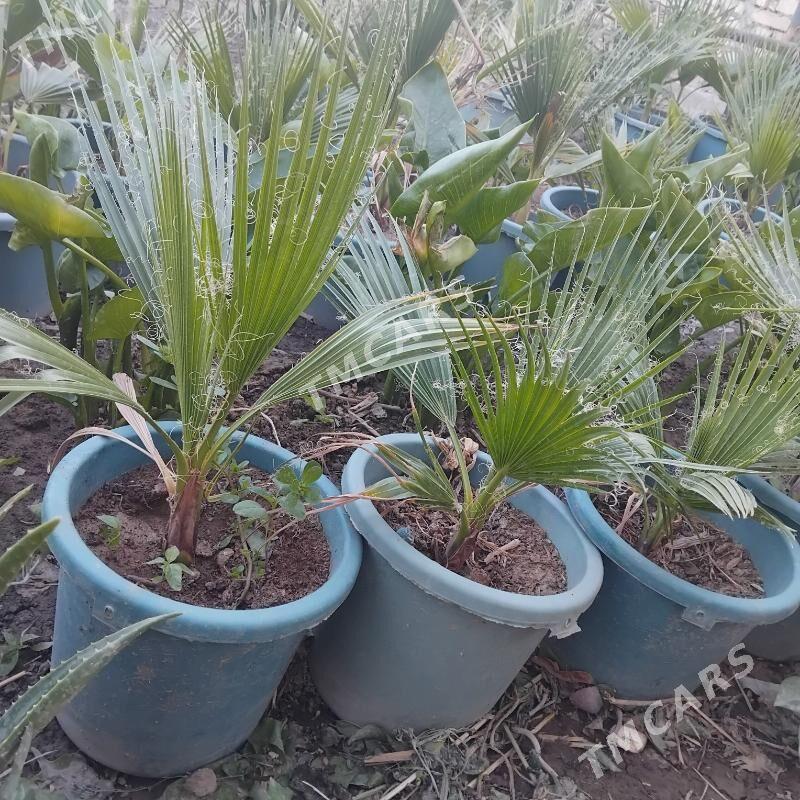 palma alÿandyra otag guller - Türkmenabat - img 2