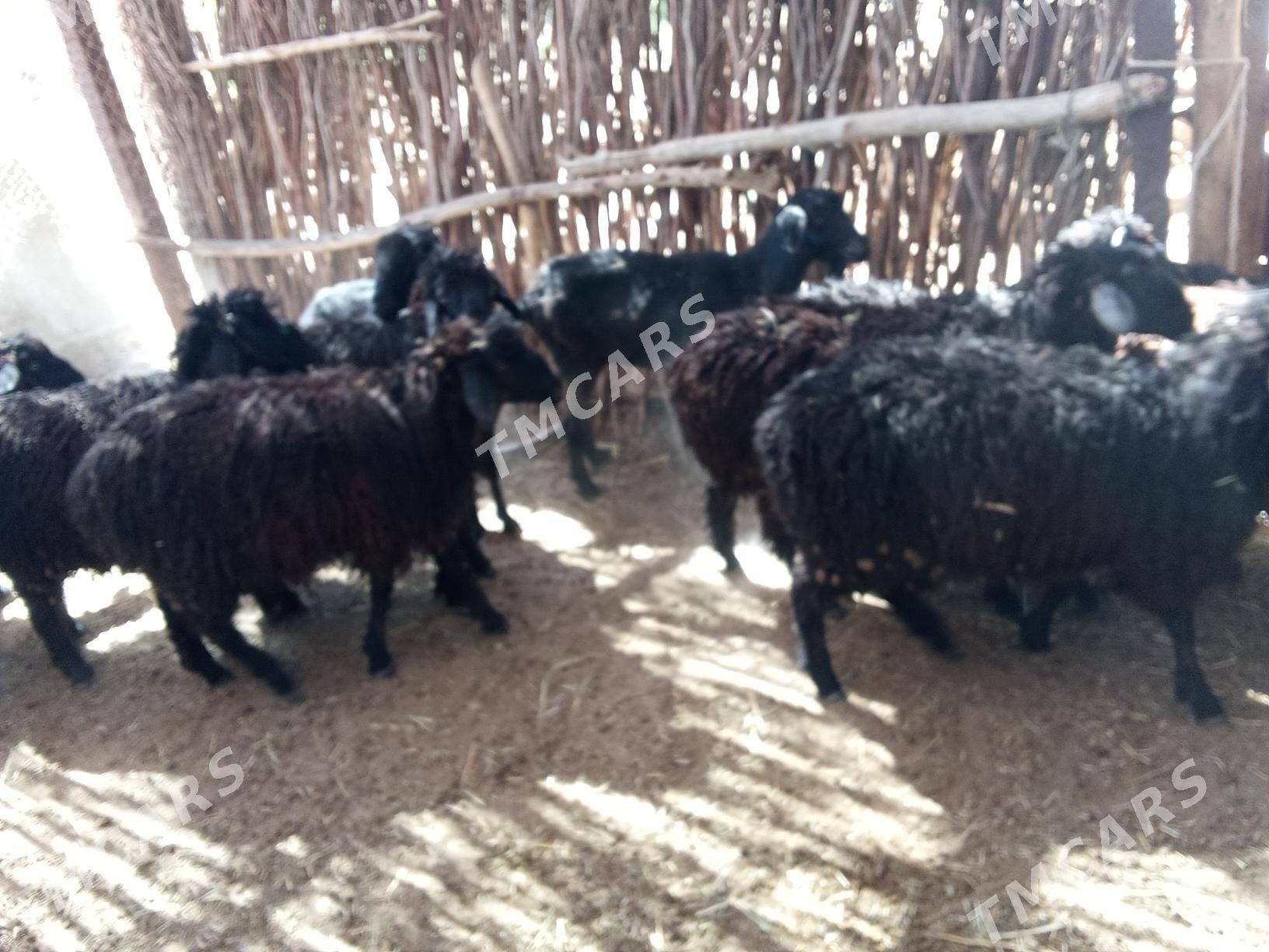 Gyşlaky bitewi biçik - Sakarçäge - img 3