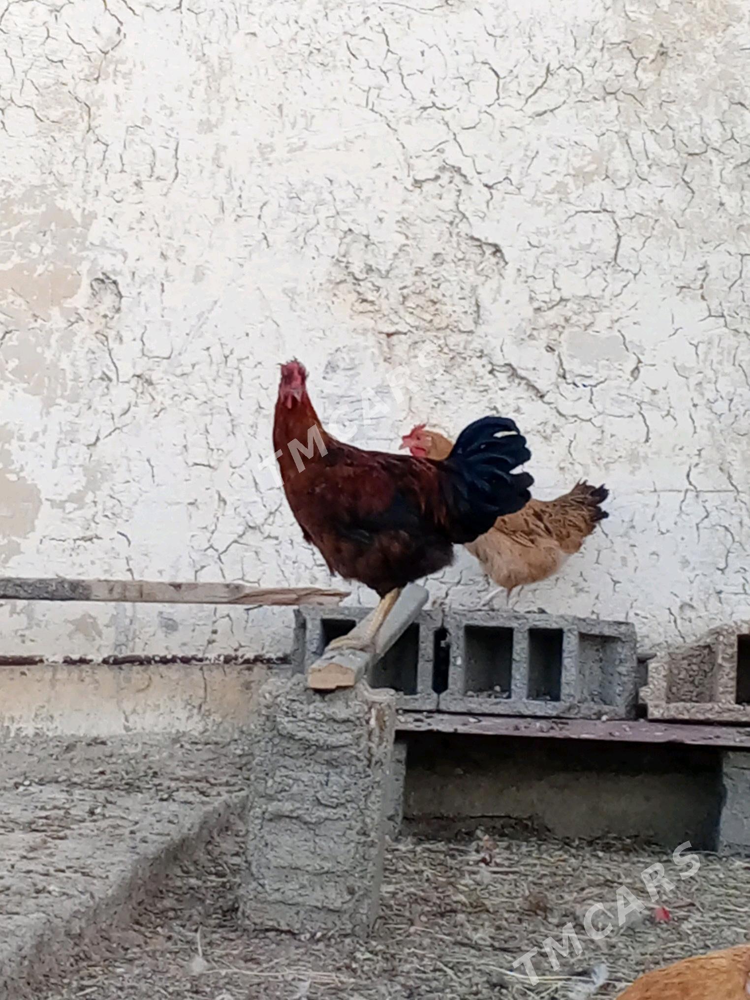 horazlar - Büzmeýin - img 7