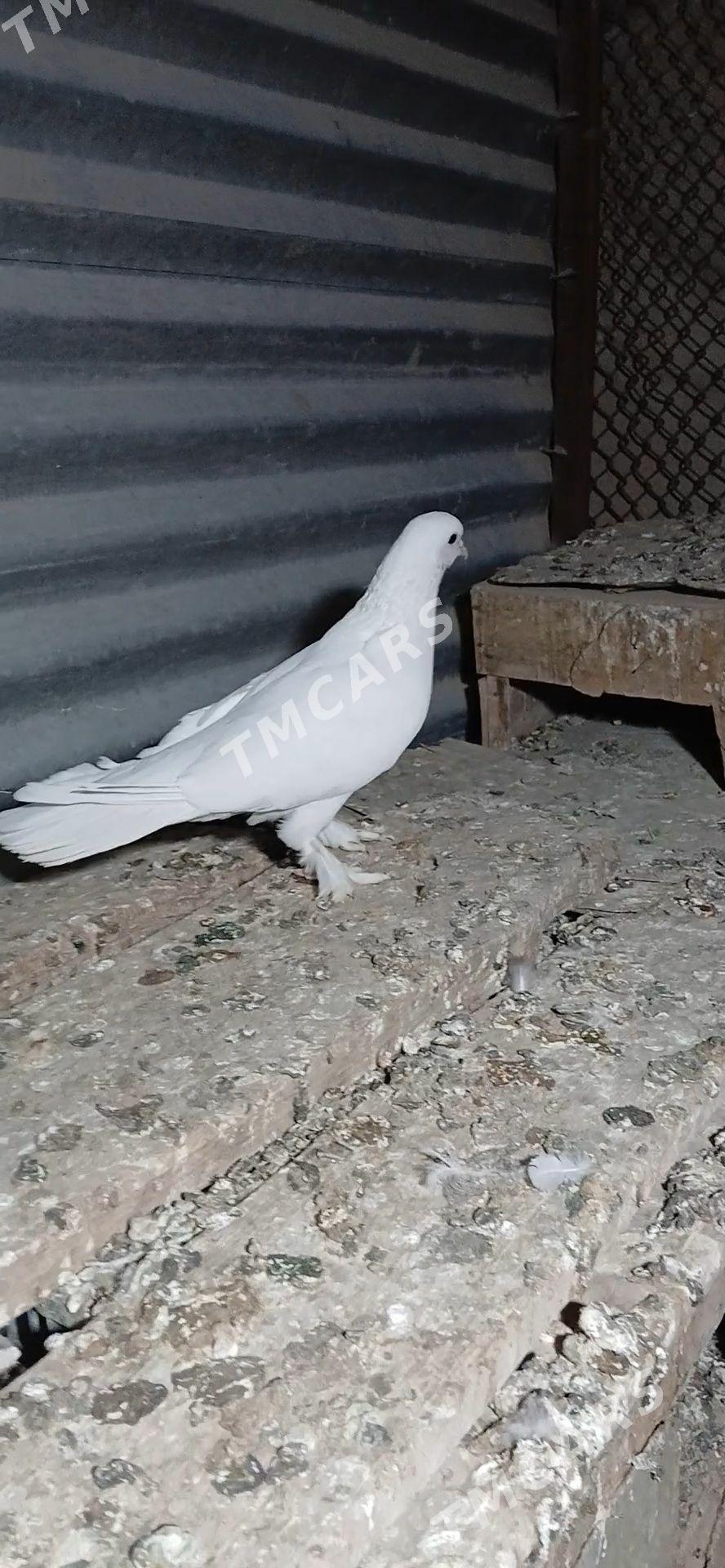 kepderi - Mary - img 2