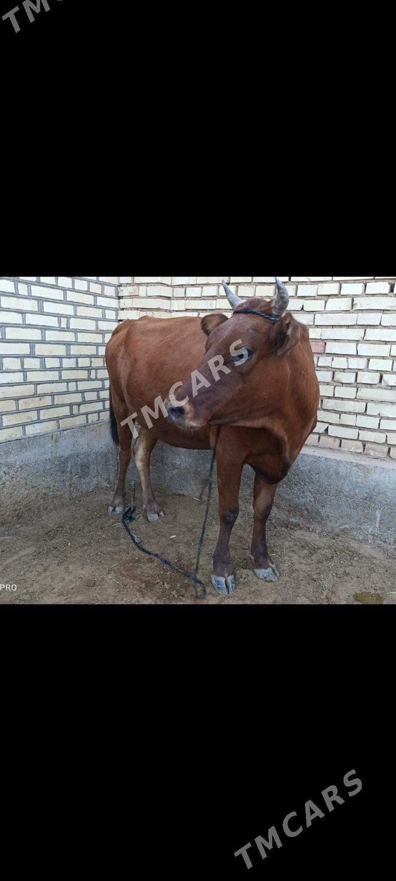 Bogaz sygyr - Теджен - img 3