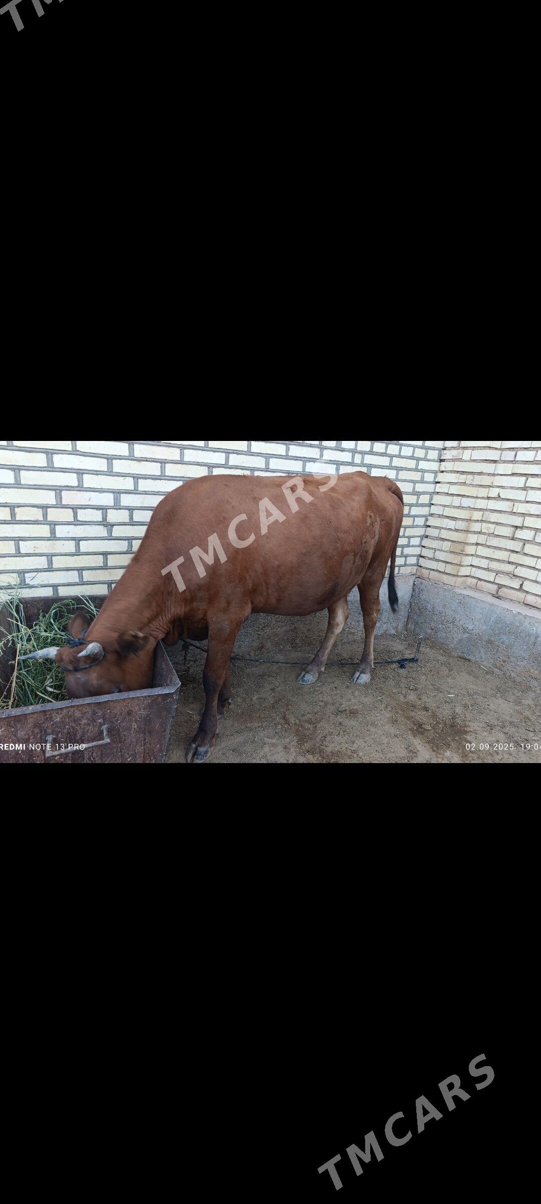 Bogaz sygyr - Теджен - img 7