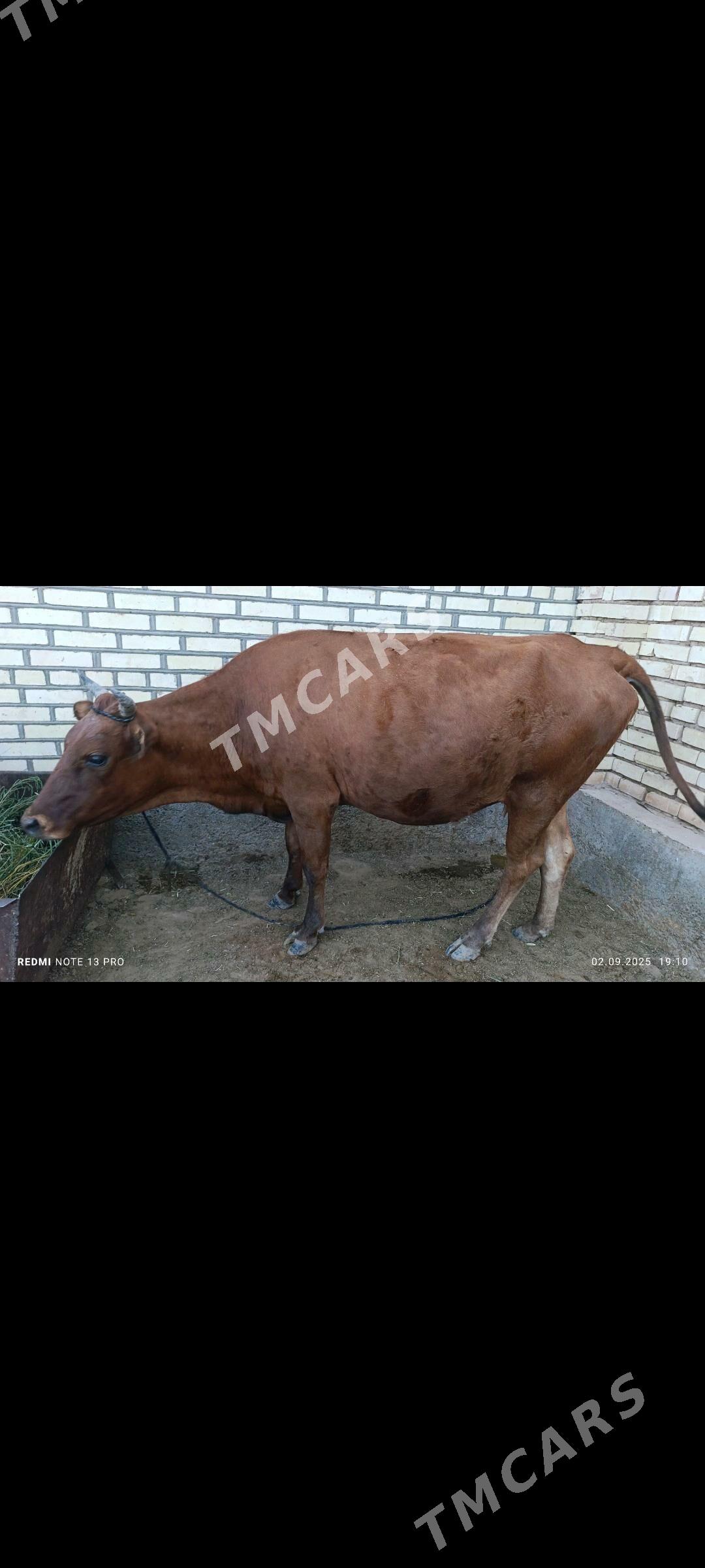 Bogaz sygyr - Теджен - img 8