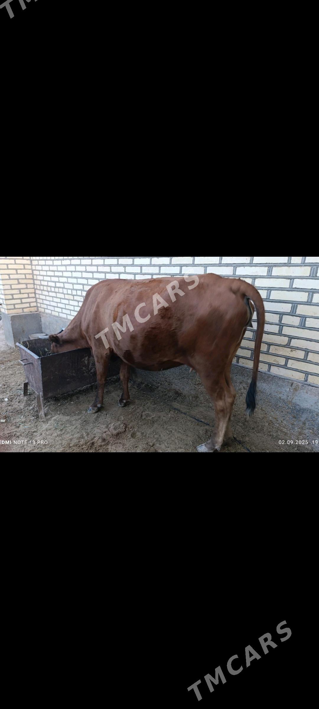 Bogaz sygyr - Теджен - img 9