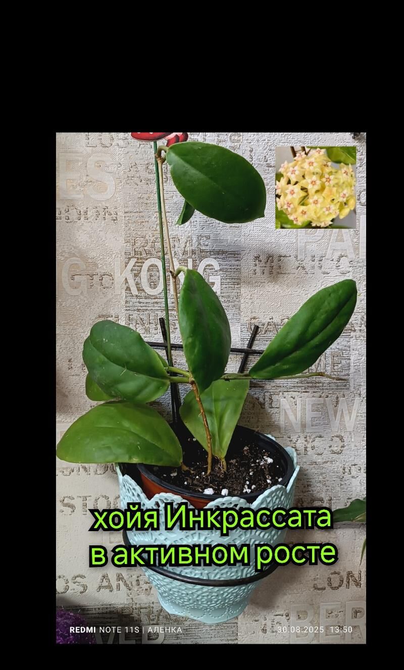 хойки 30-180ман - Гаудан "В" - img 8