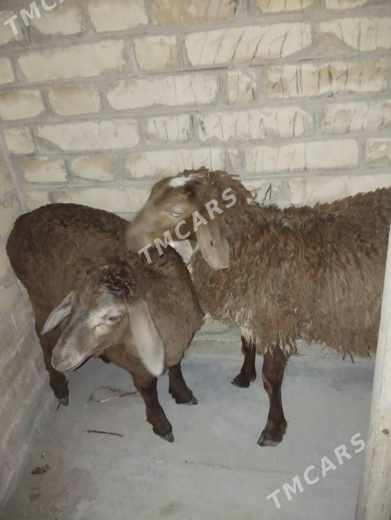 guzy - Türkmenabat - img 3