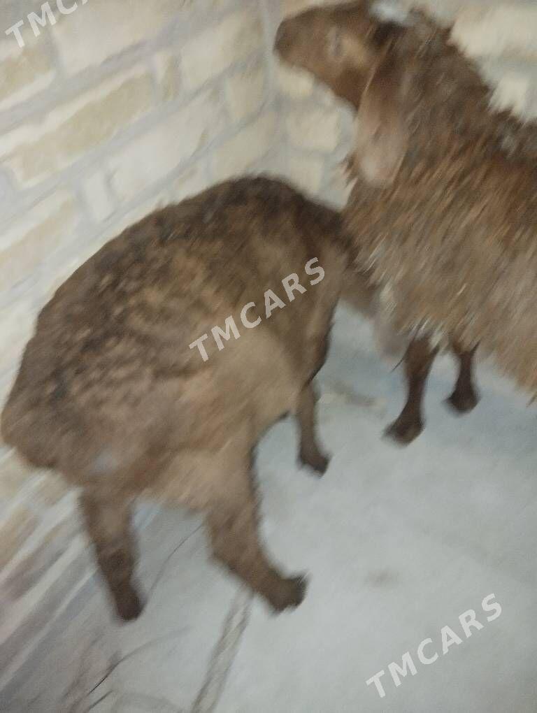 guzy - Türkmenabat - img 2
