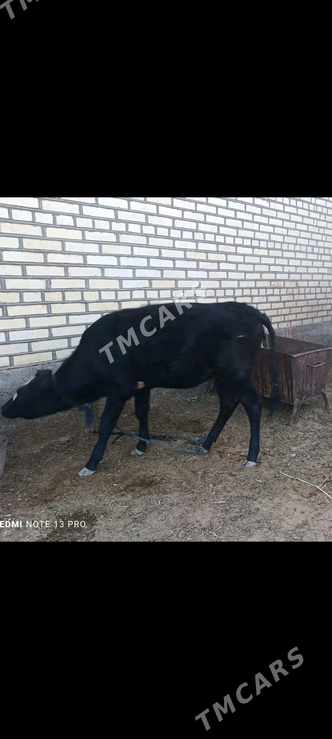 tuwe - Tejen - img 2