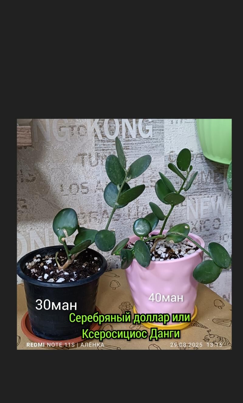 комнатные растения 25м-75м - Гаудан "В" - img 8