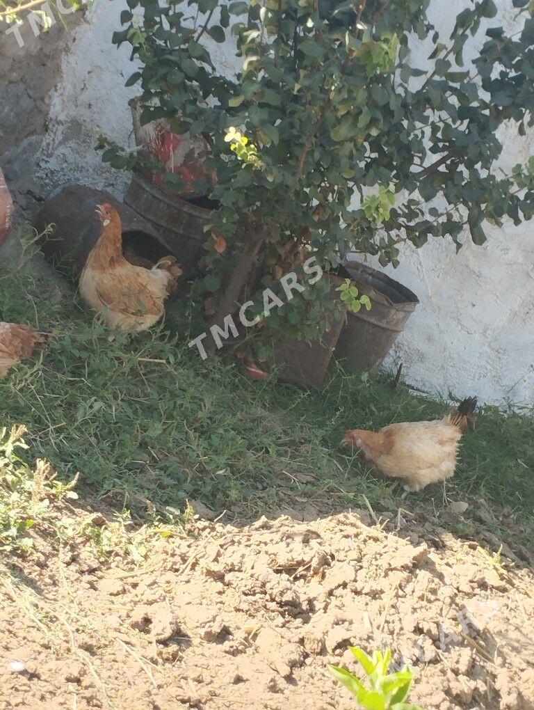 Tawuk - Балканабат - img 2