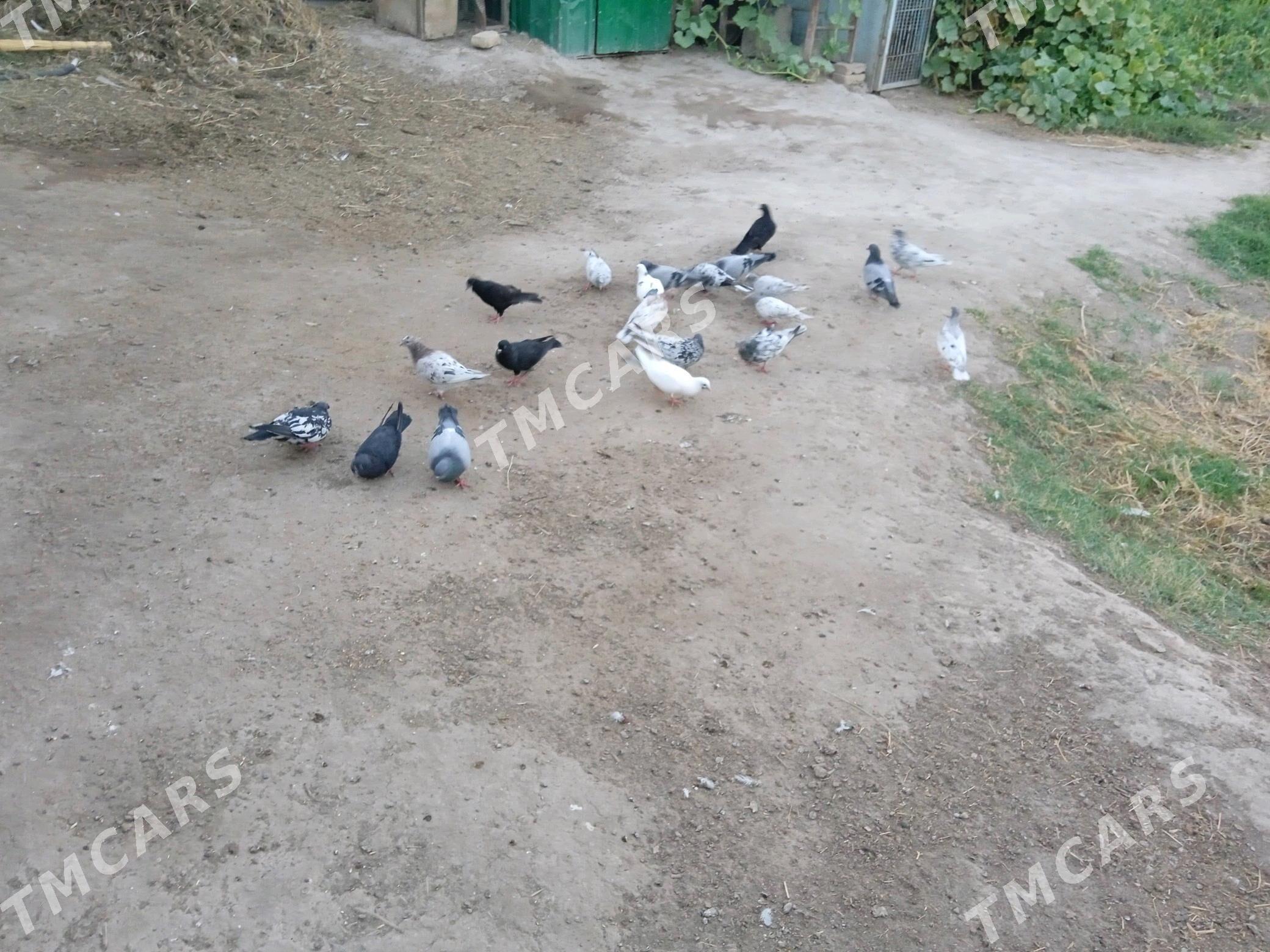 Kepderi - Çärjew - img 3