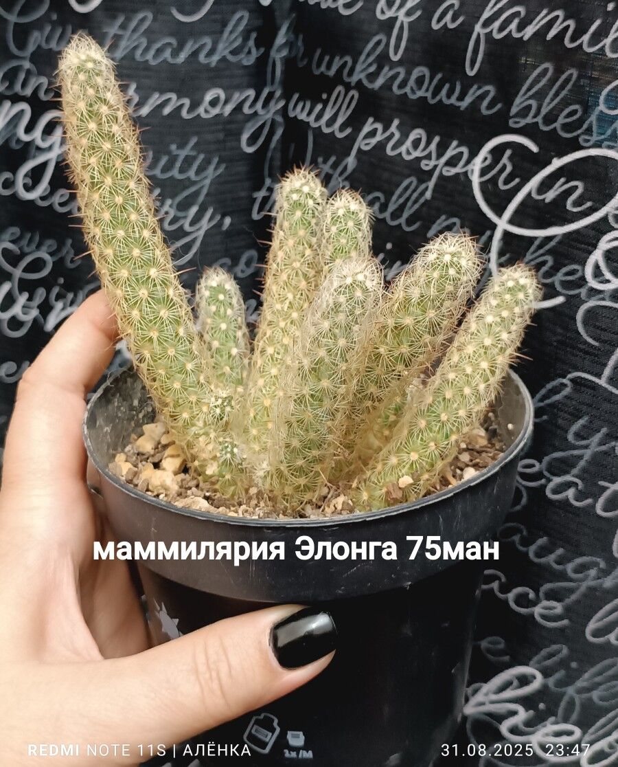 кактусы 10м-75м - Гаудан "В" - img 3