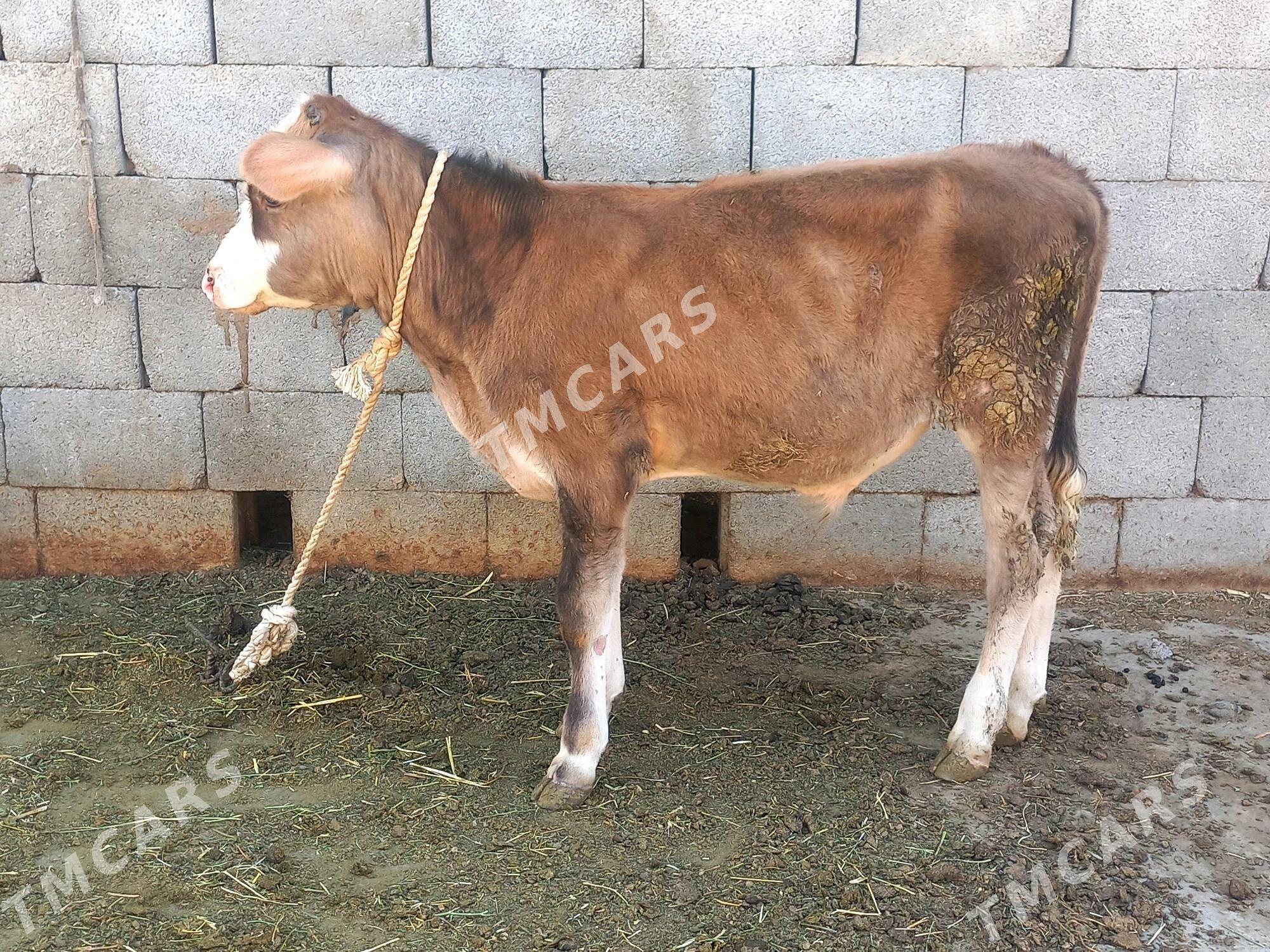okuz - Gökdepe - img 2