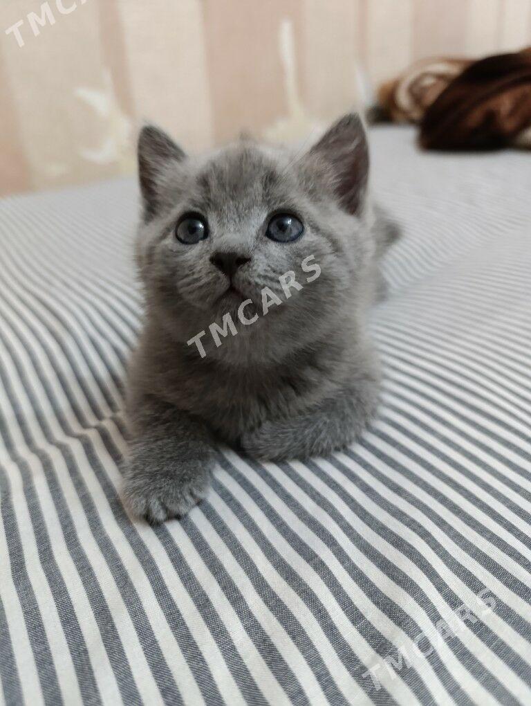 британские котята - Türkmenabat - img 2