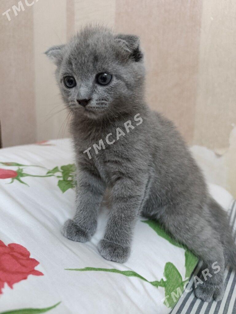 британские котята - Türkmenabat - img 3