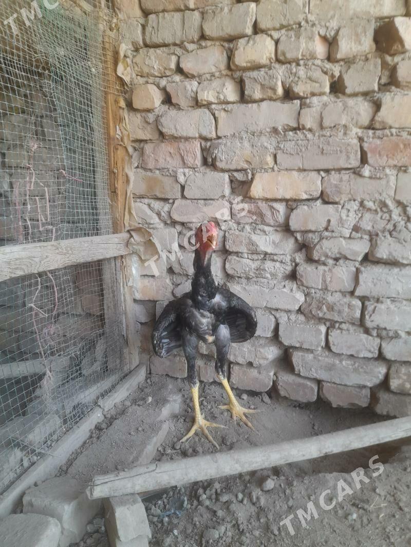 Oy hayhanlary - Türkmenabat - img 2