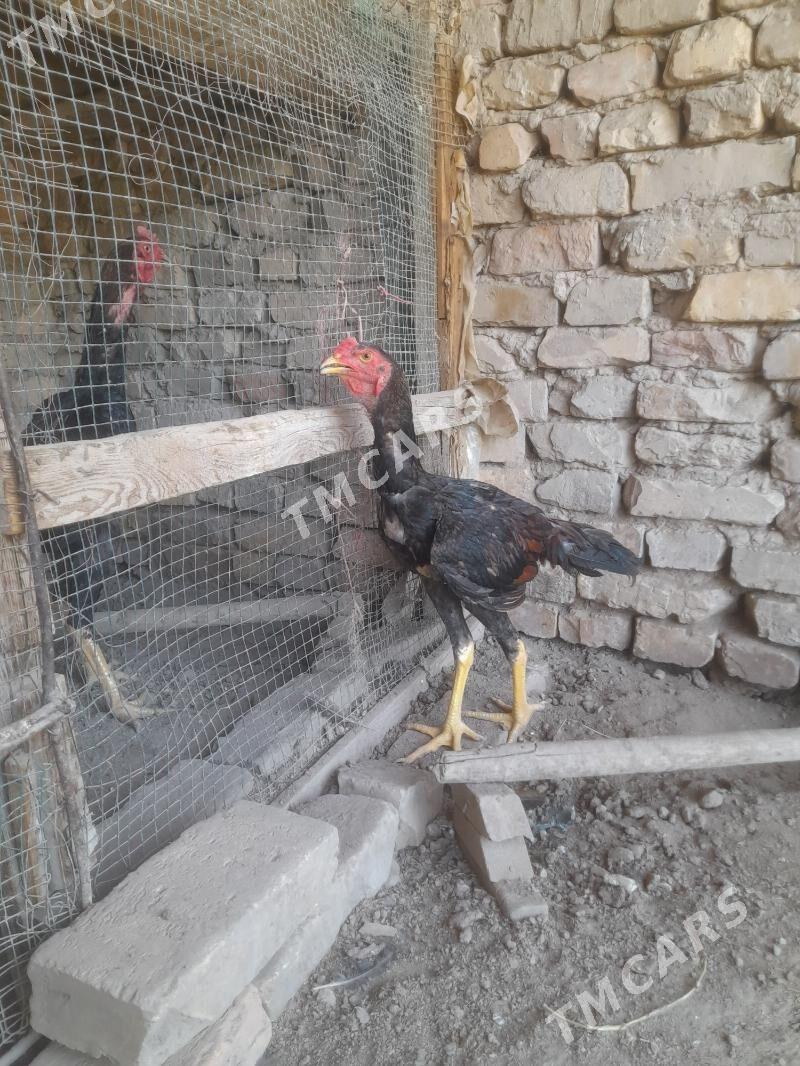 Oy hayhanlary - Türkmenabat - img 3