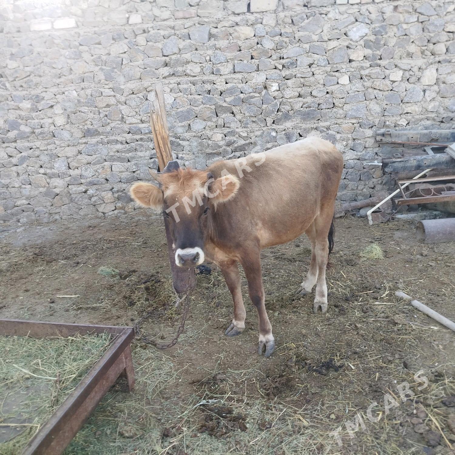Öküz tüwe - Bäherden - img 3