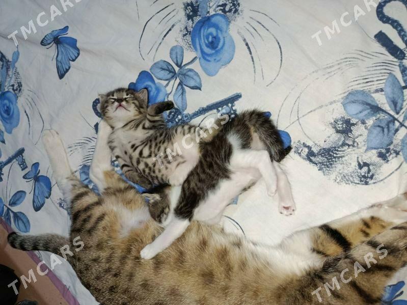 отдам в добрые руки - Türkmenabat - img 3