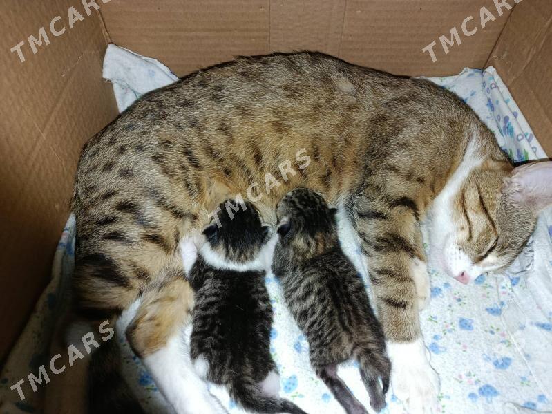 отдам в добрые руки - Türkmenabat - img 5