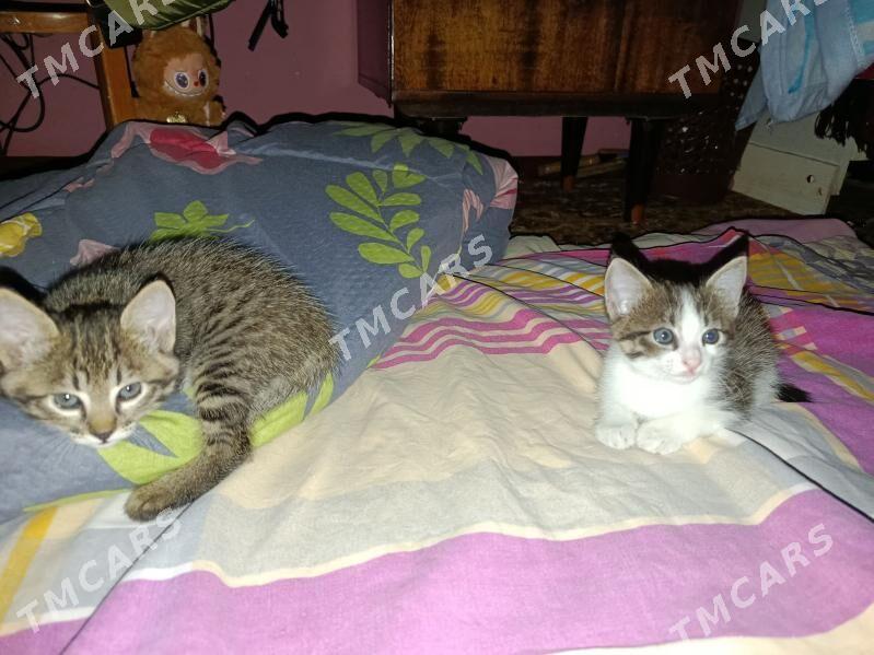отдам в добрые руки - Türkmenabat - img 2