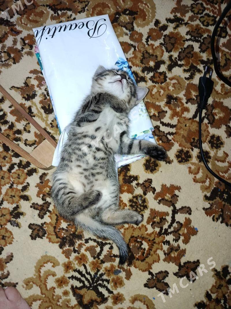 отдам в добрые руки - Türkmenabat - img 6