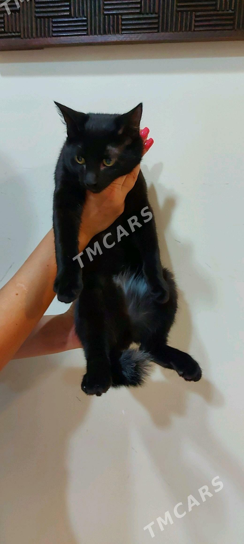 Котик черный - Podwoýski köç. (Bitarap Türkmenistan şaýoly) - img 4