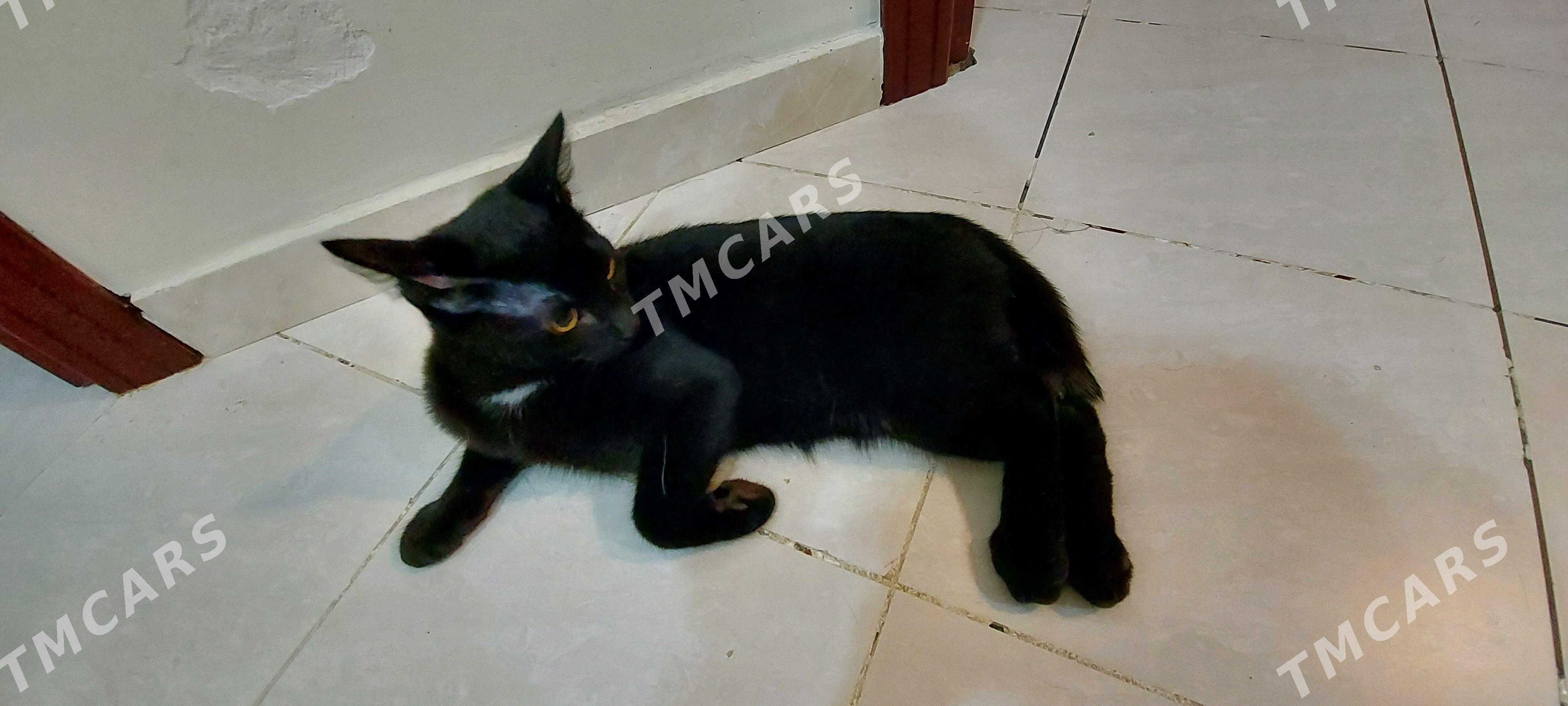 Котик черный - Podwoýski köç. (Bitarap Türkmenistan şaýoly) - img 8