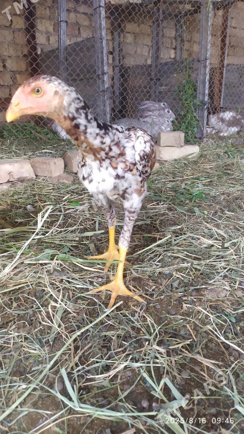 towşan - Murgap - img 6