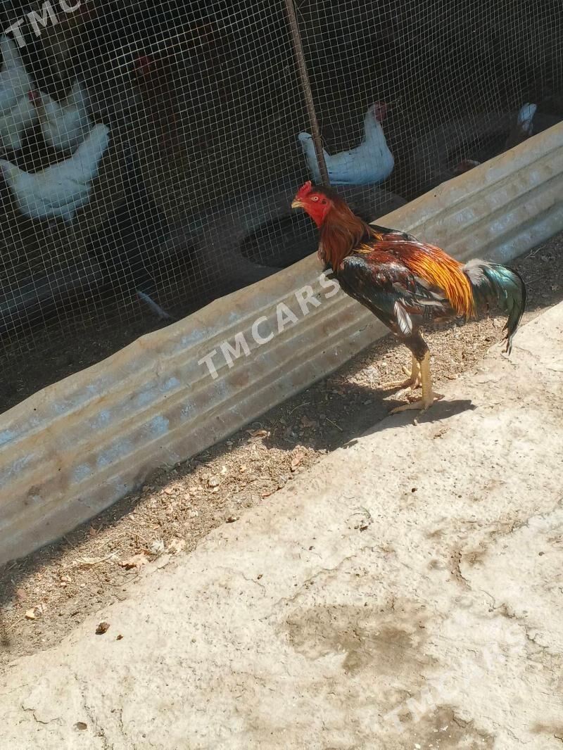 baýsow horaz - Türkmenabat - img 3