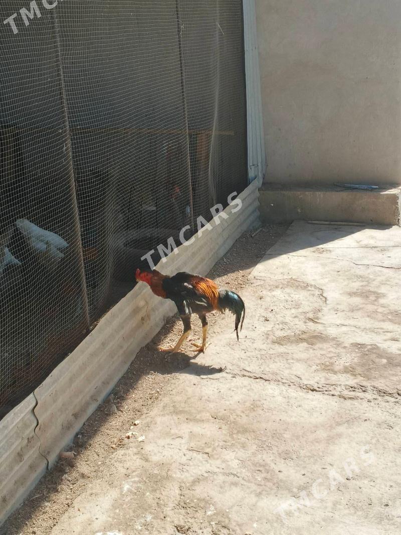 baýsow horaz - Türkmenabat - img 2