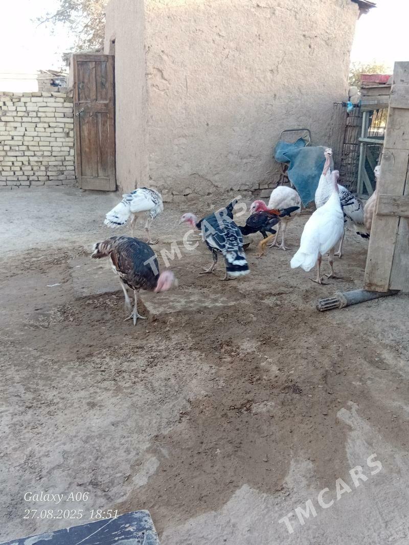 Baysy - Baýramaly - img 2