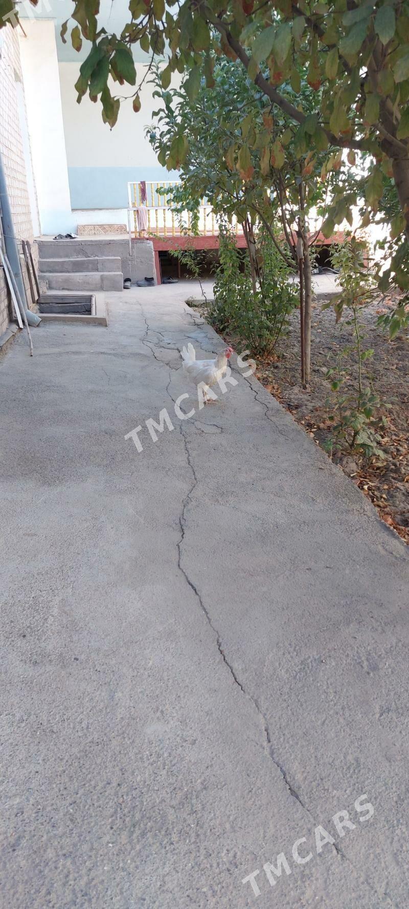 Ak Towuk - Дашогуз - img 2