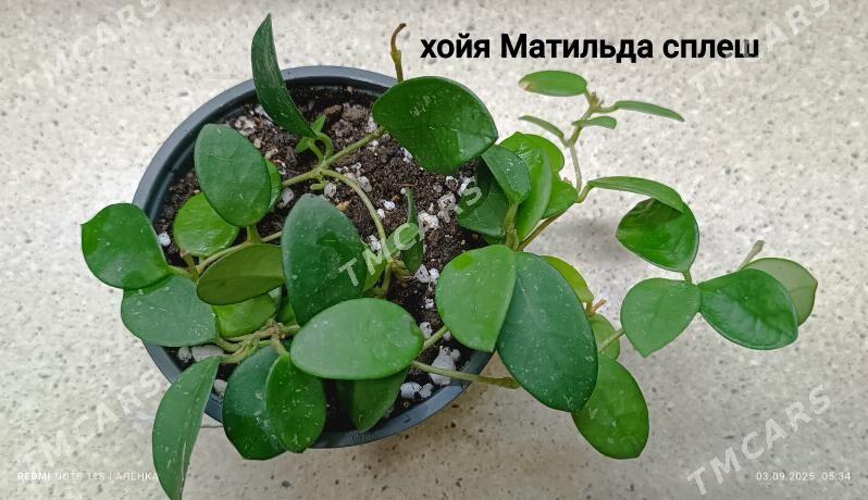 хойя Матильда сплеш - Howdan "W" - img 2