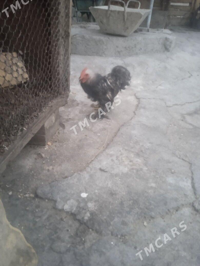 kokin - Hitrowka - img 6