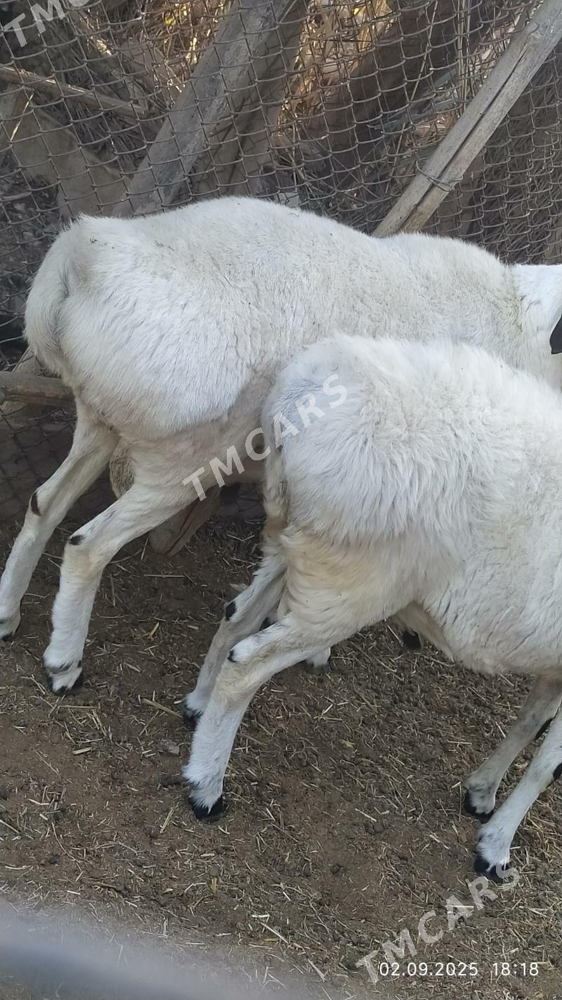 tohum goclar - Türkmenabat - img 2