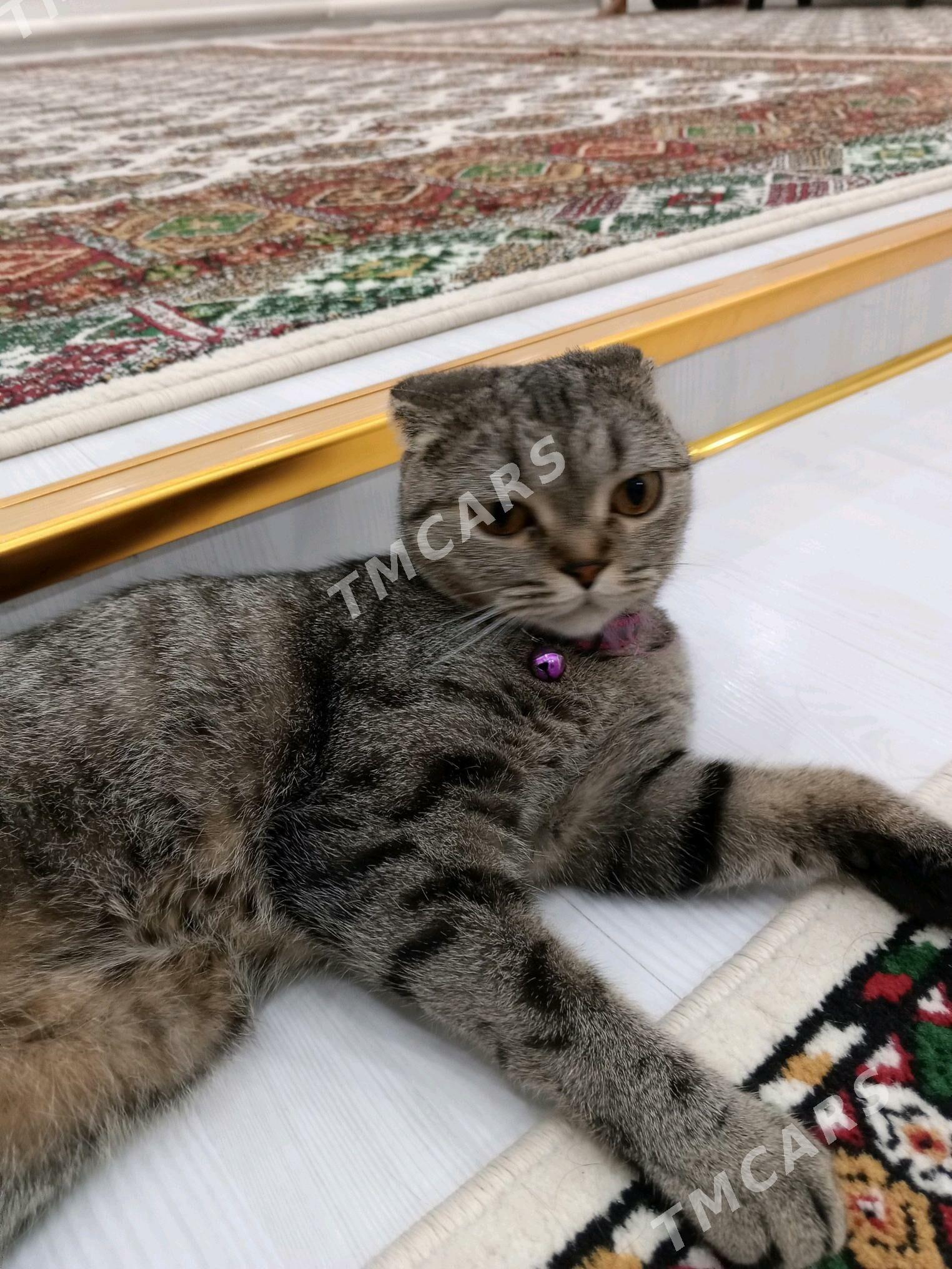 Кошка чистокровная - Türkmenabat - img 2