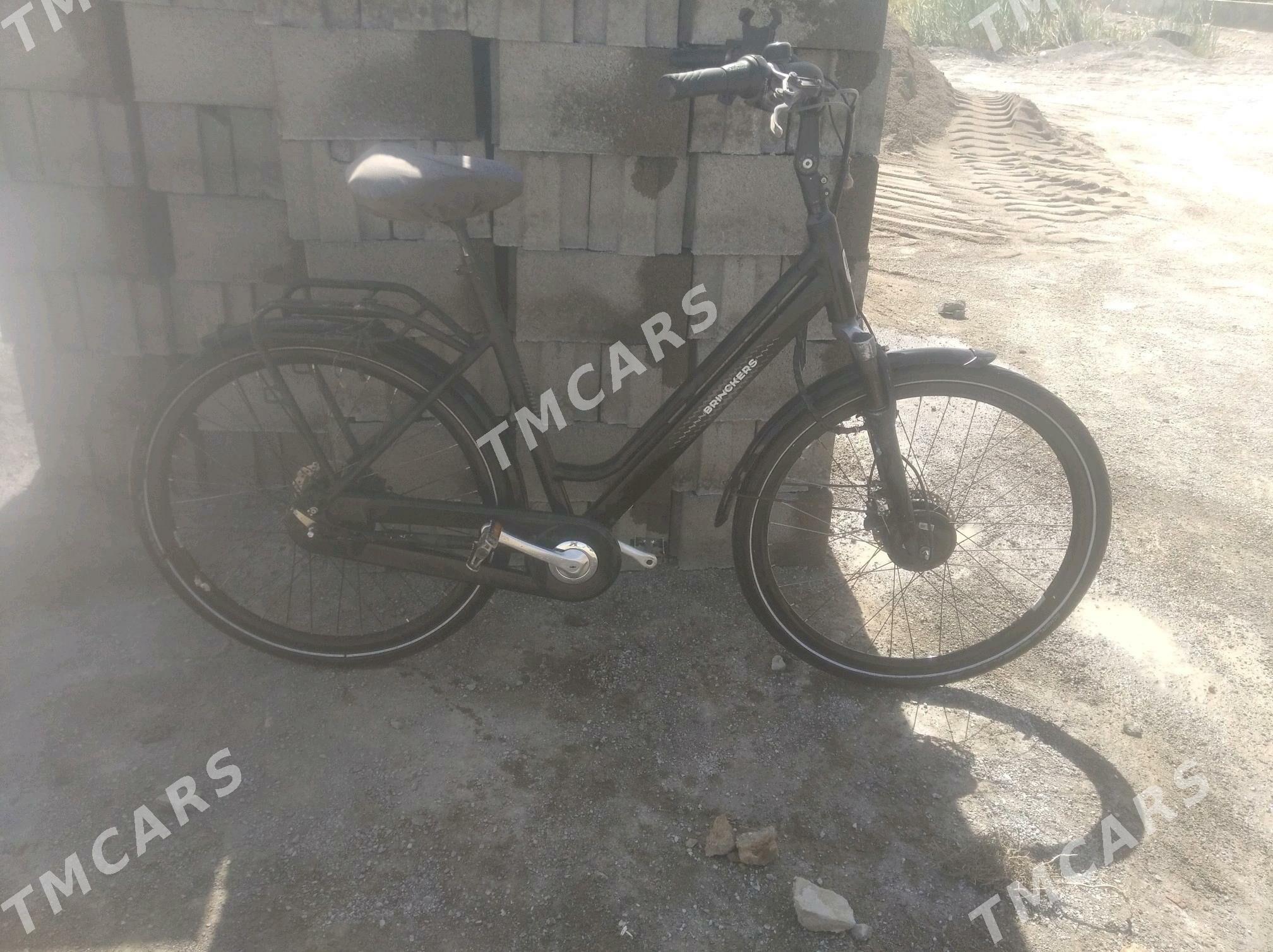 tokgul tygyr - Tejen - img 5