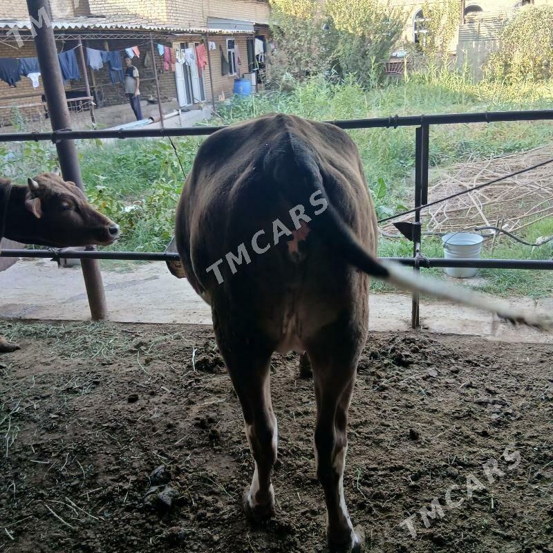 bogaz unajyn - Чарджоу - img 1