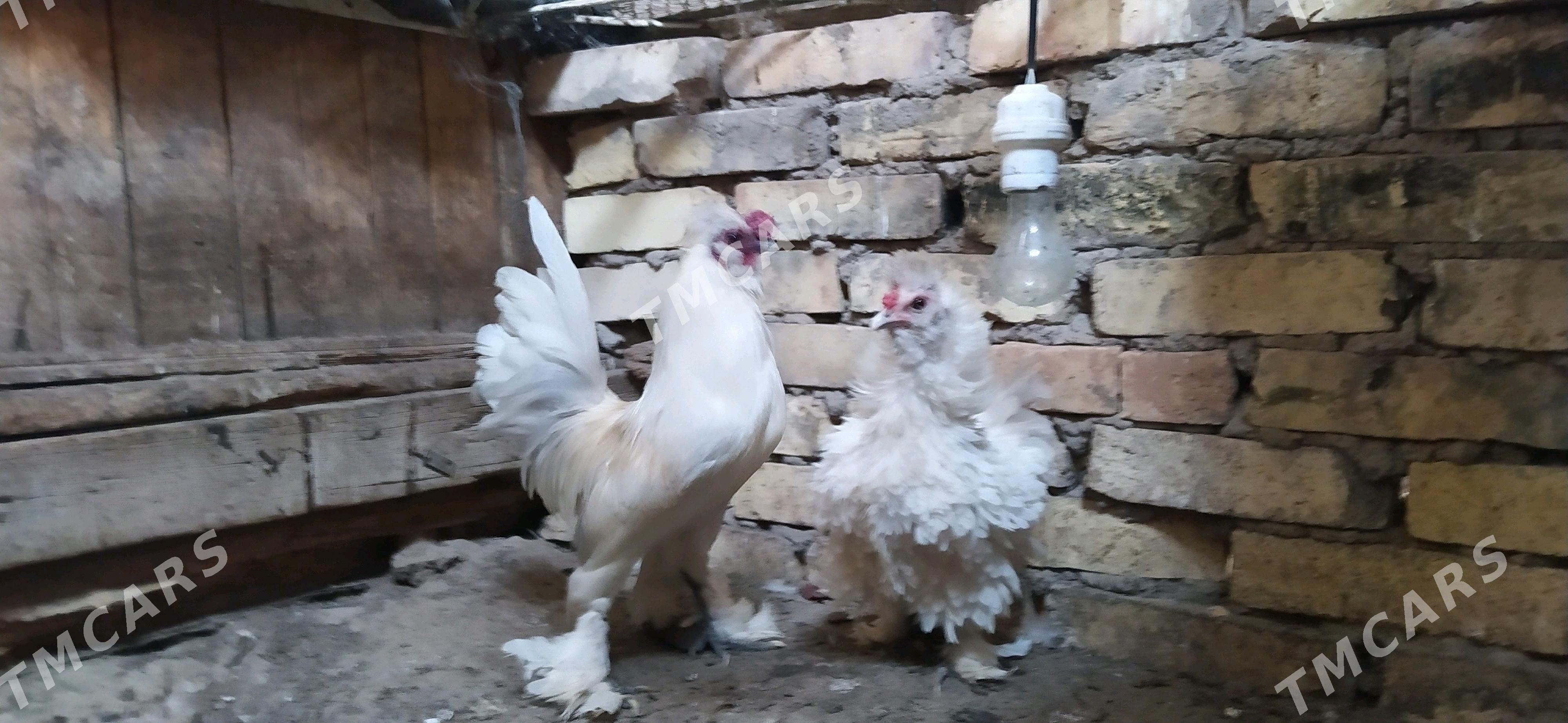 karlyk horoz tovuk par - Daşoguz - img 3