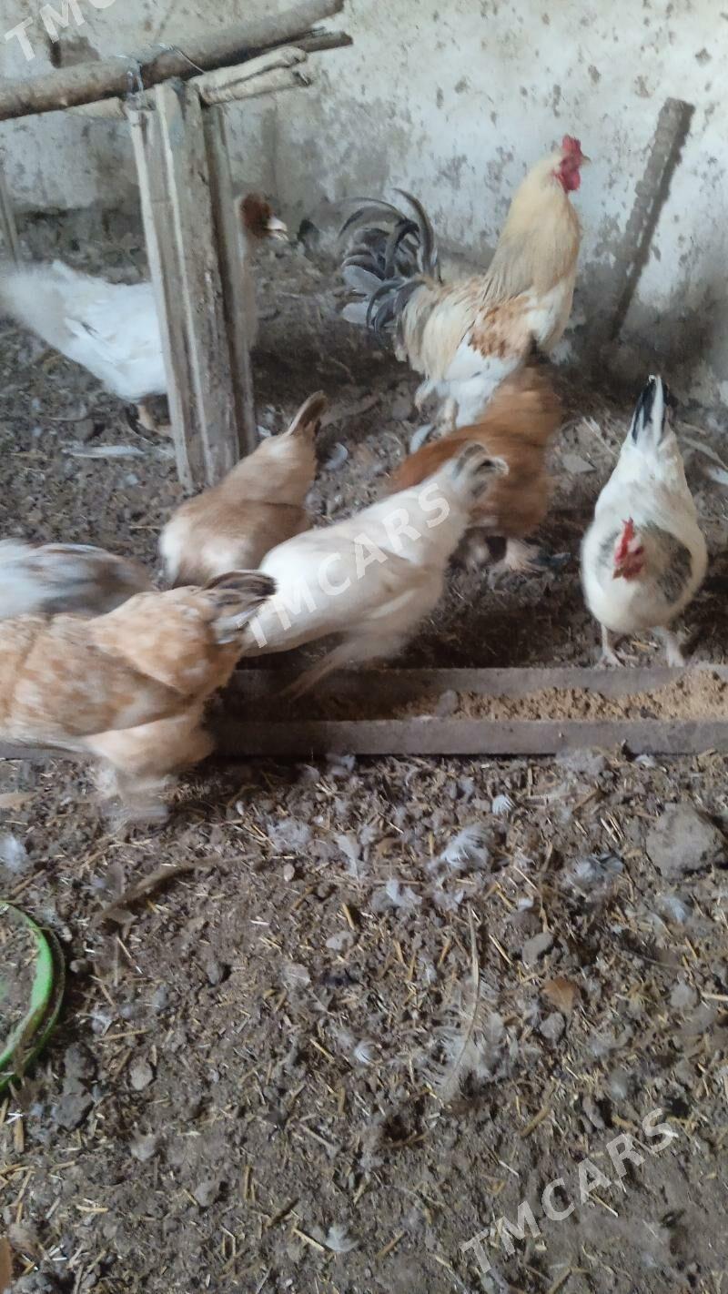 brama horaz. - Daşoguz - img 2