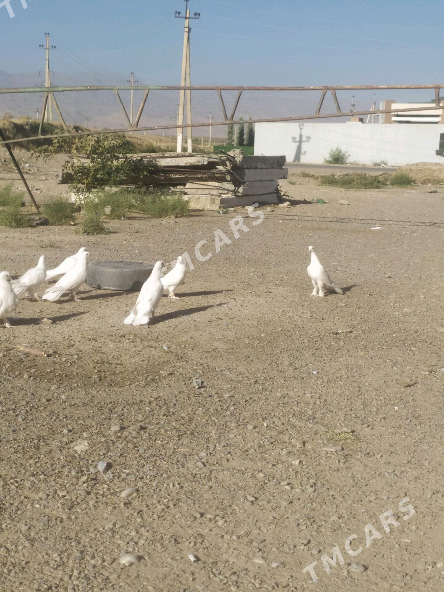 kepderi - Анев - img 2