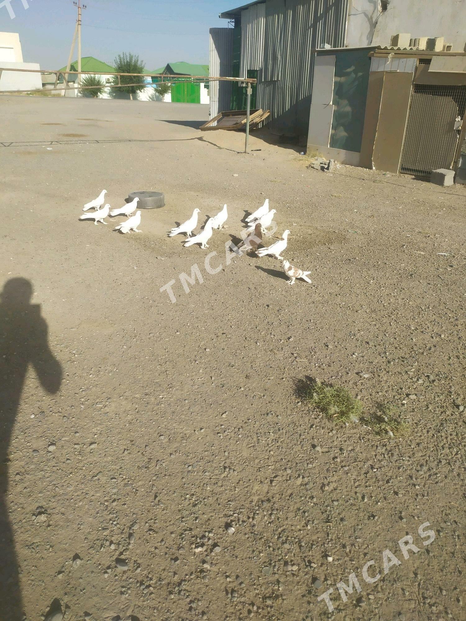 kepderi - Анев - img 3