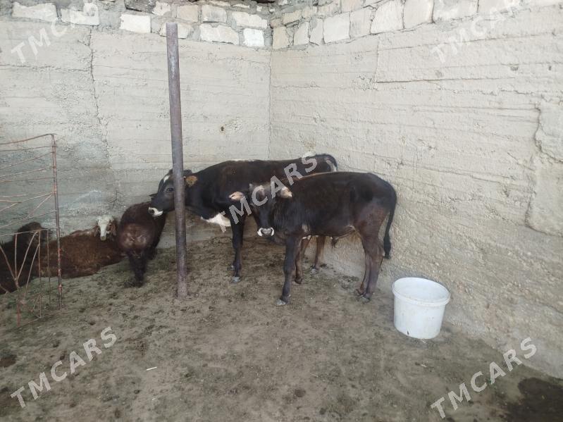 ökzçe - Gumdag - img 2