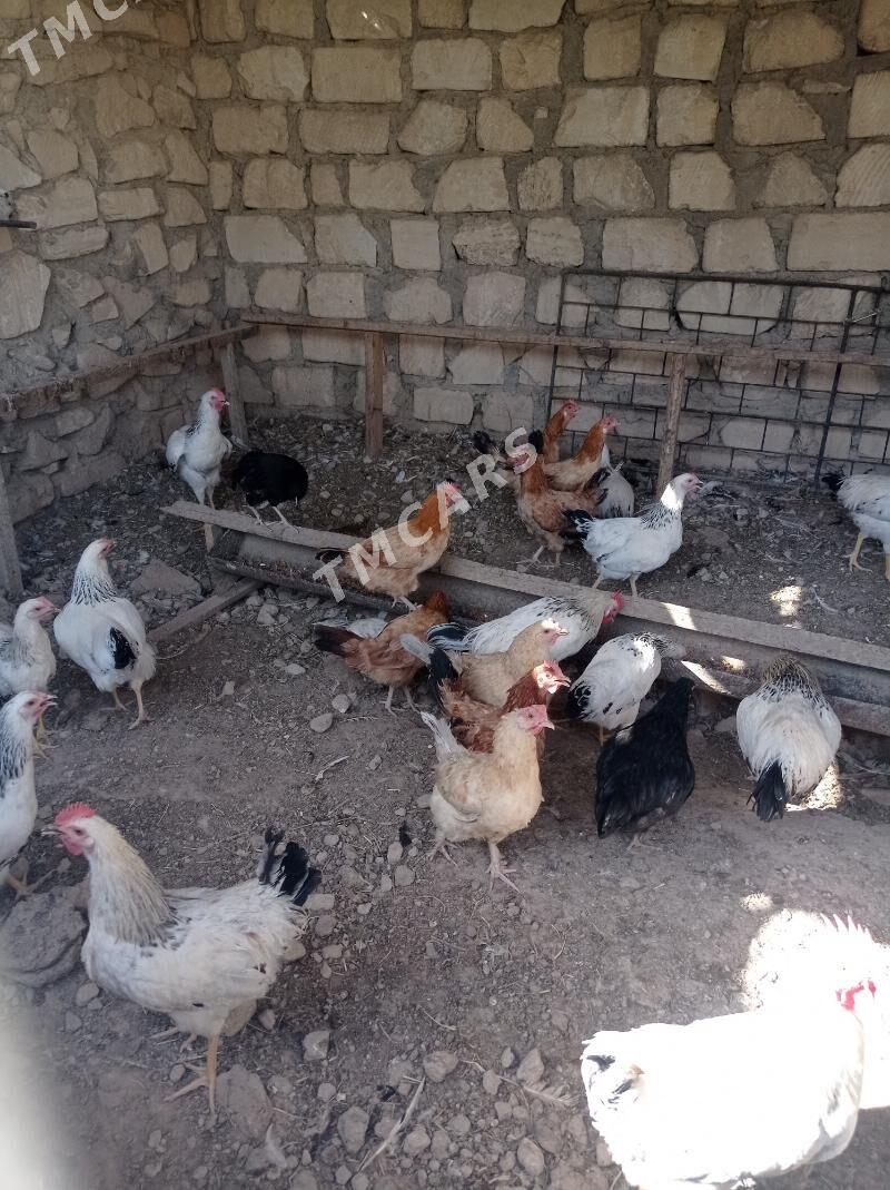 Towuk - Balkanabat - img 2