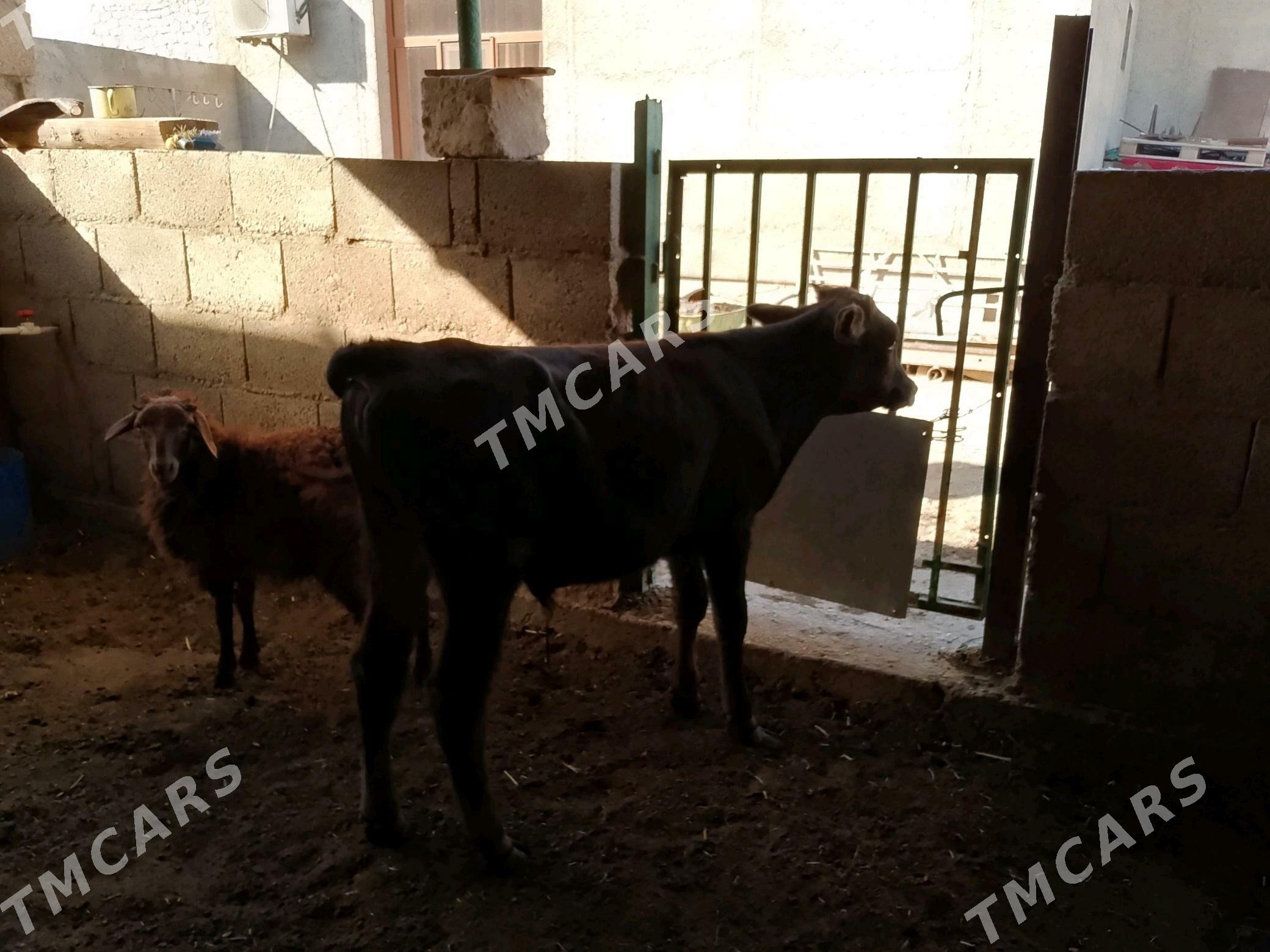 ÖKÜZÇE - Balkanabat - img 2