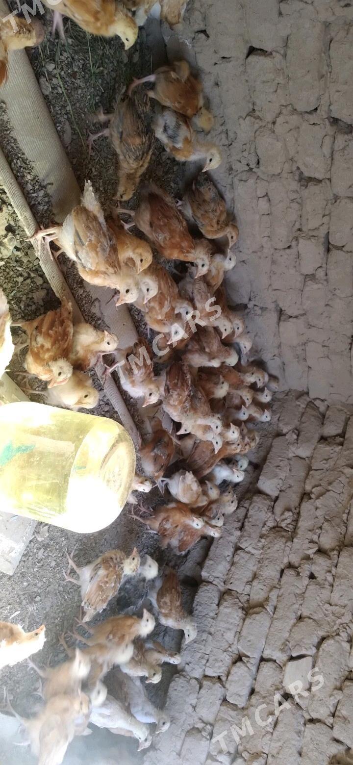 towuk juje - Wekilbazar - img 2