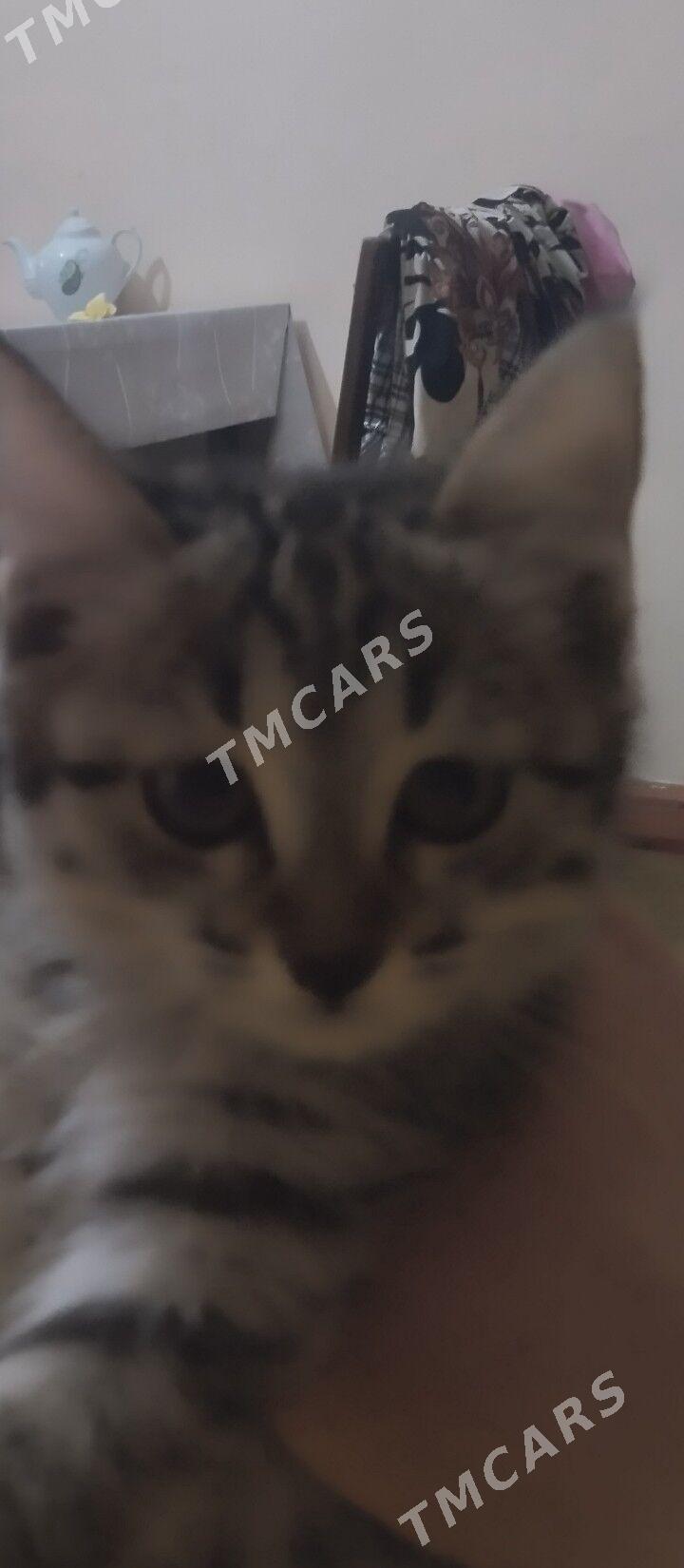 домашние животные - Türkmenabat - img 2