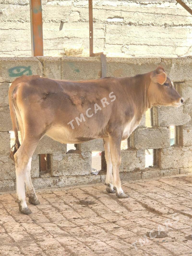 Şiwt Tuwr Ökuz - Köşi - img 3