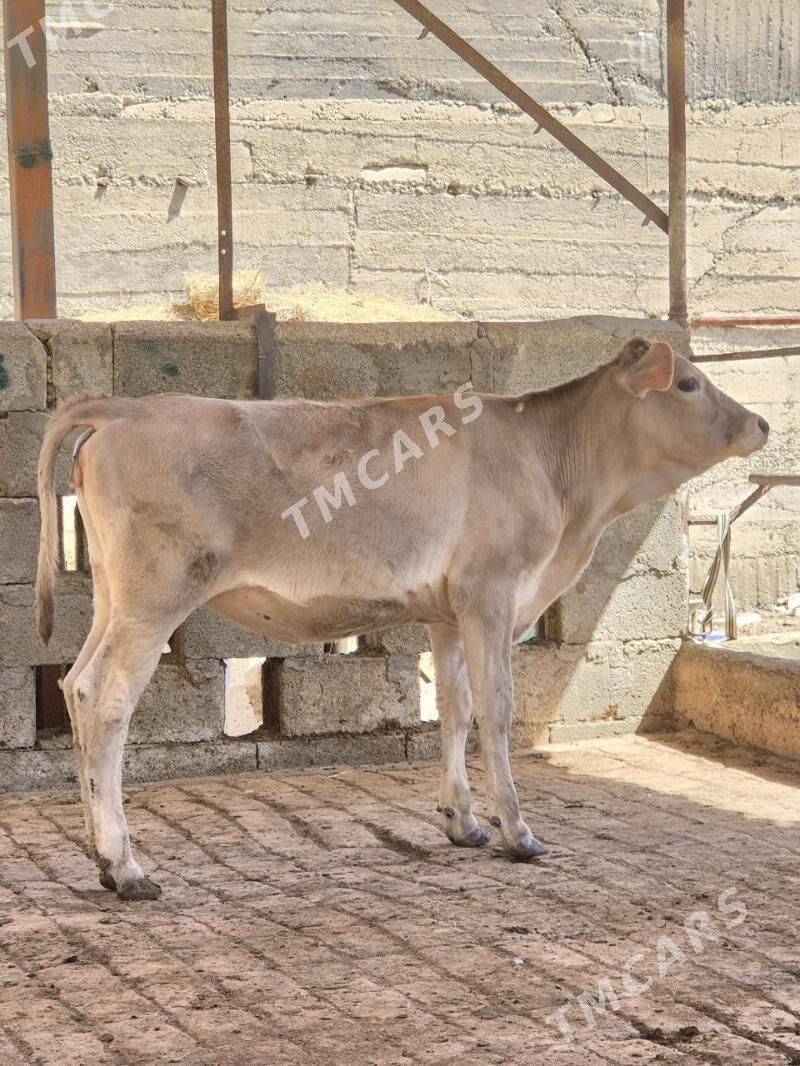 Şiwt Tuwr Ökuz - Köşi - img 2